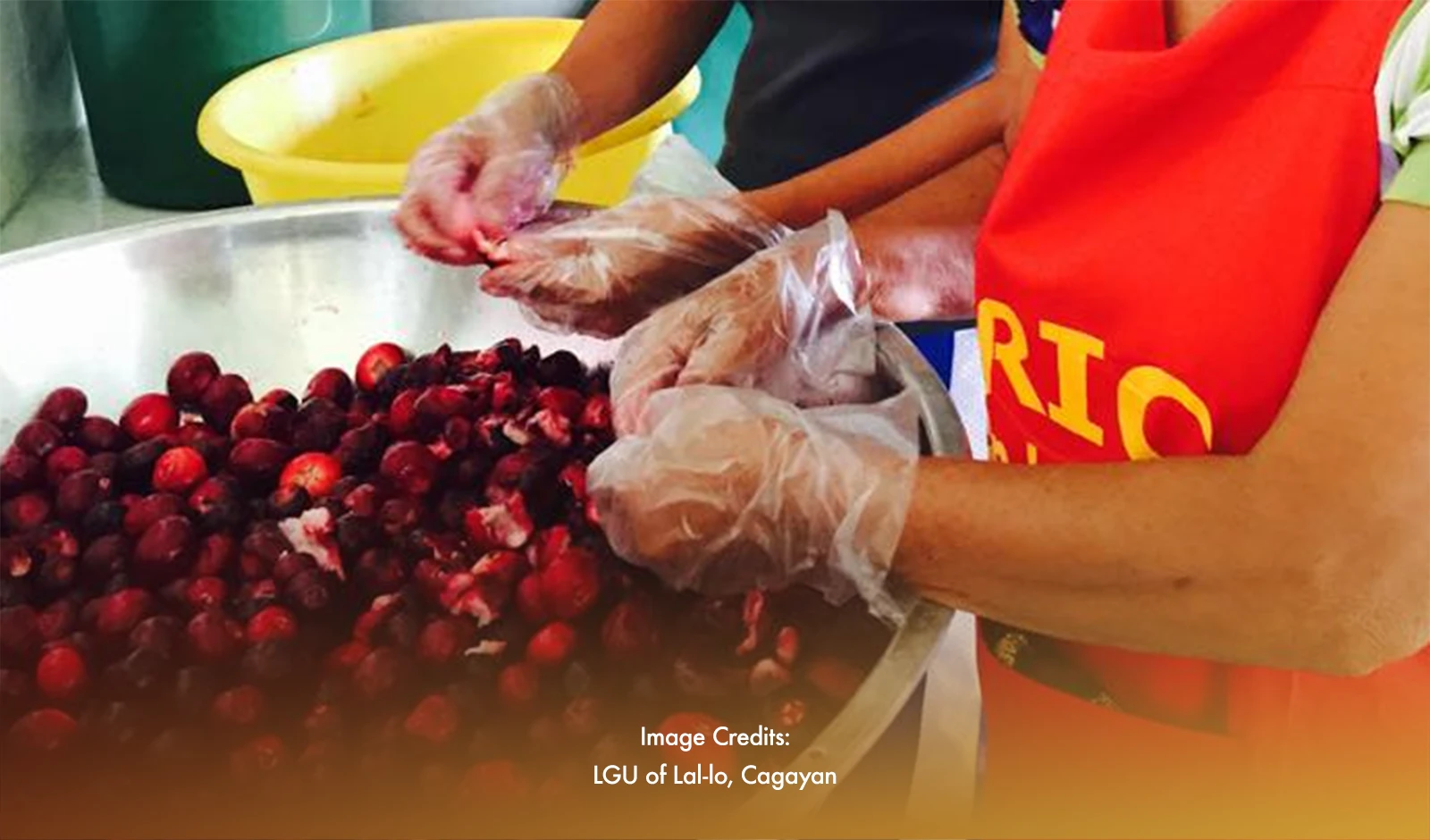 Excess Fruits Boost Local Winemaking In Cagayan Valley