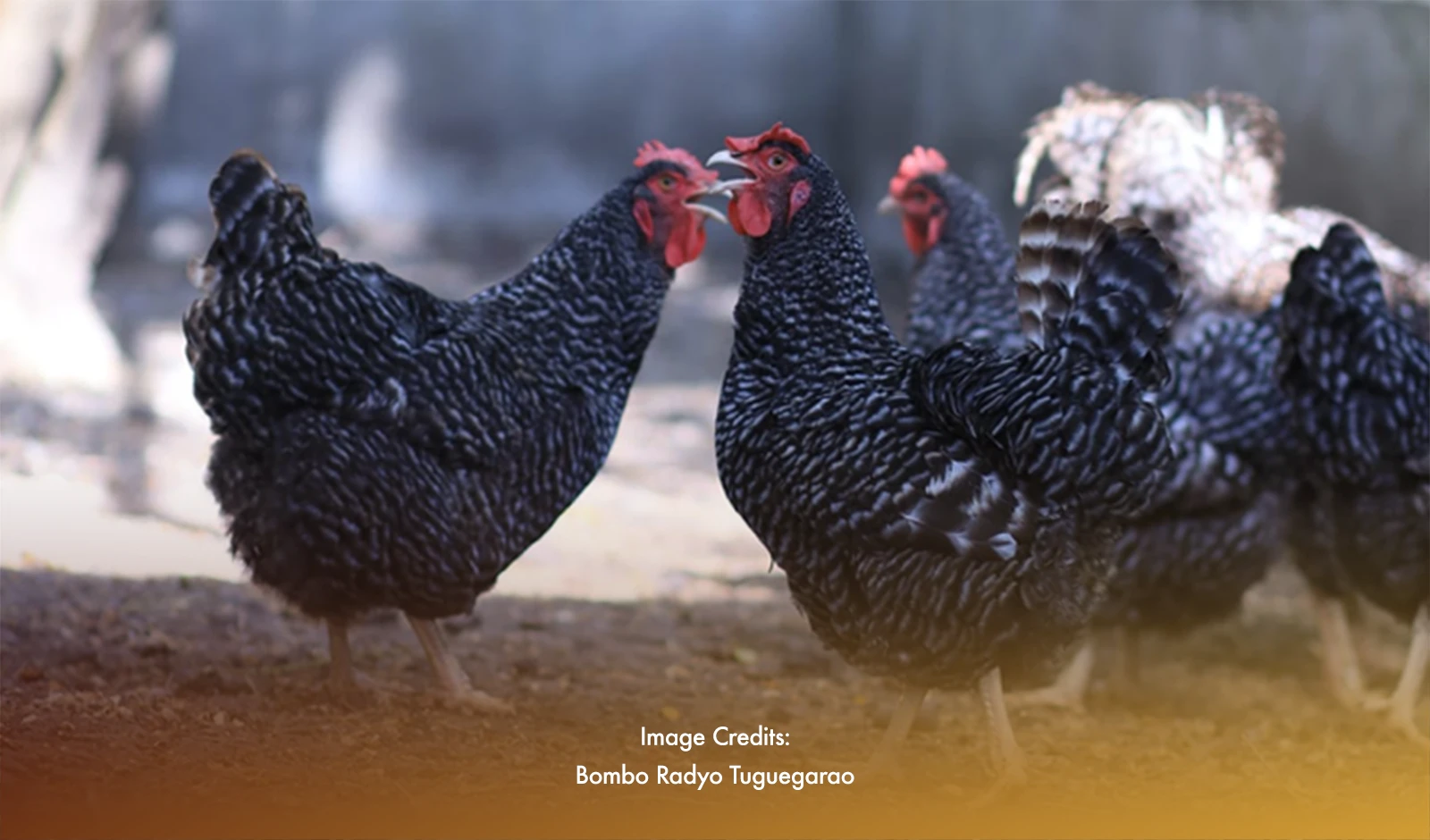 New Chicken Breeds Introduced, Distributed in Cagayan