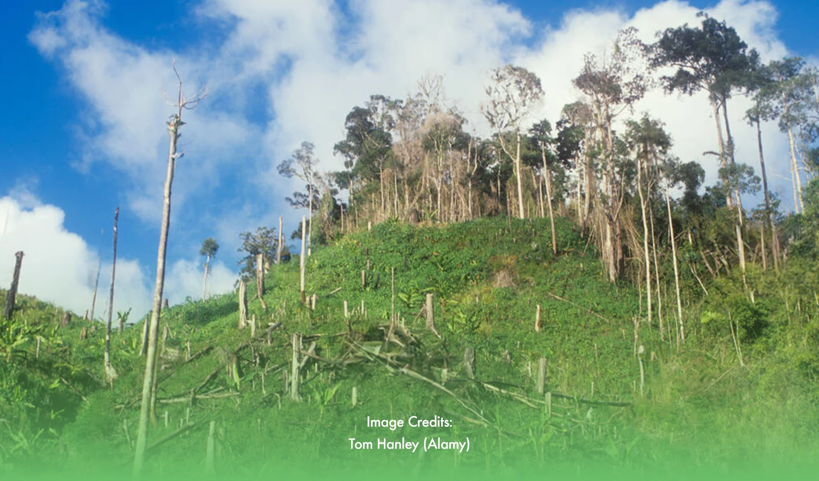 Deforestation Heightens Flood Risks in Mindanao