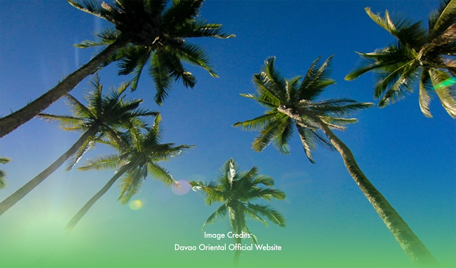 Mati, Davao City: Nurturing the Title of Coconut Capital of the Philippines