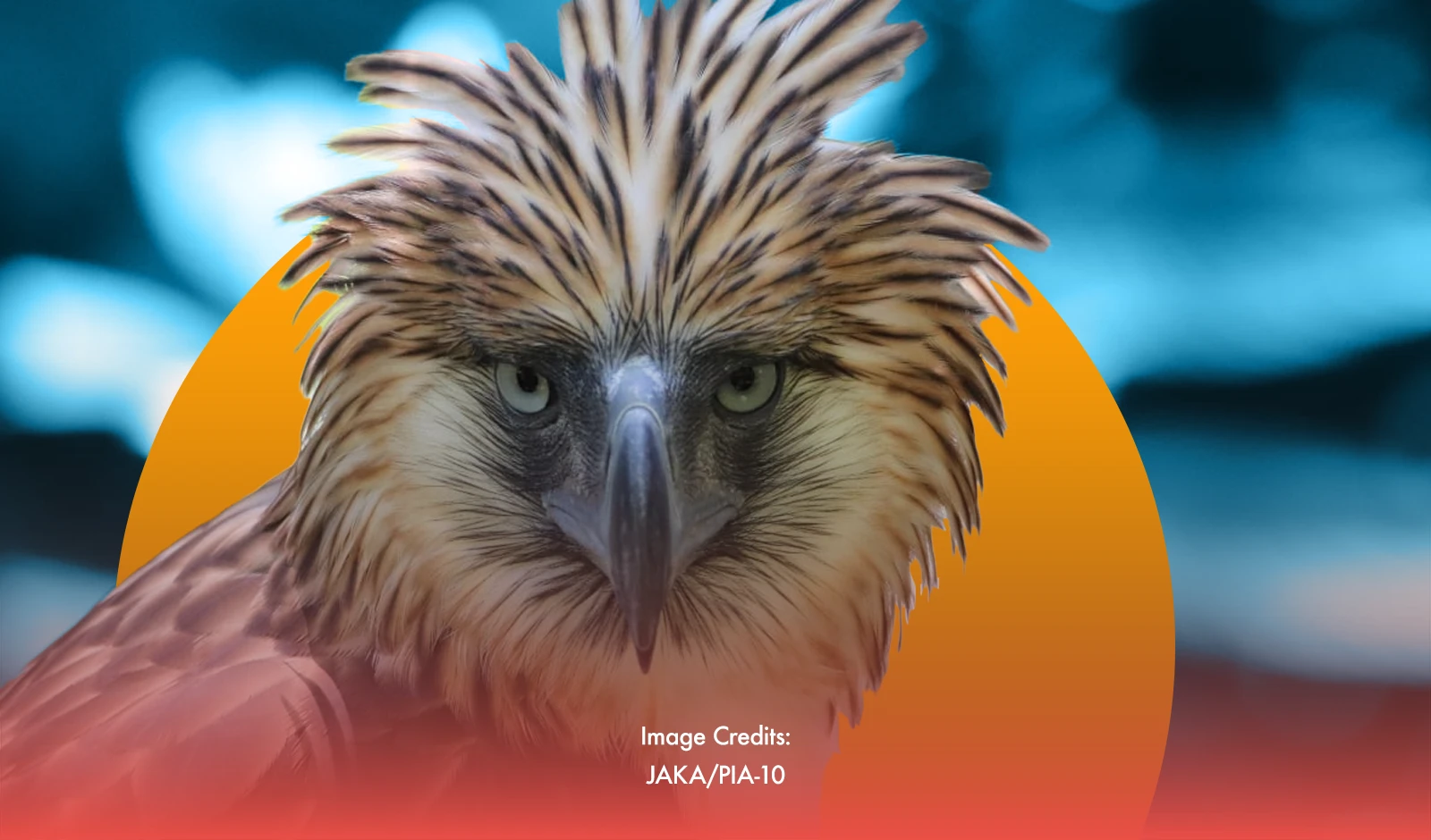 DENR-10 Boosts Philippine Eagle Protection
