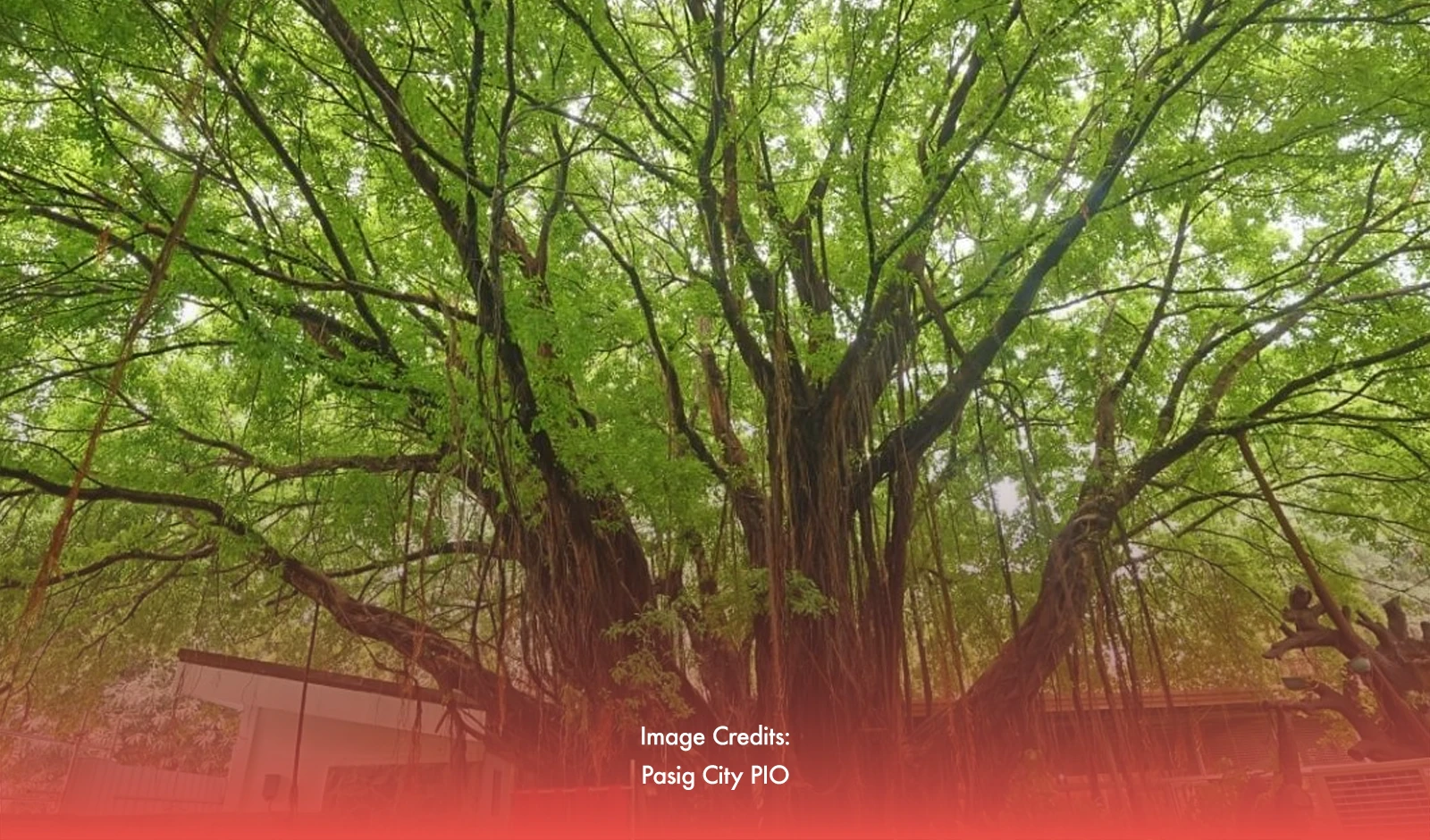 70-year-old Balete In Pasig Declared As Heritage Tree 