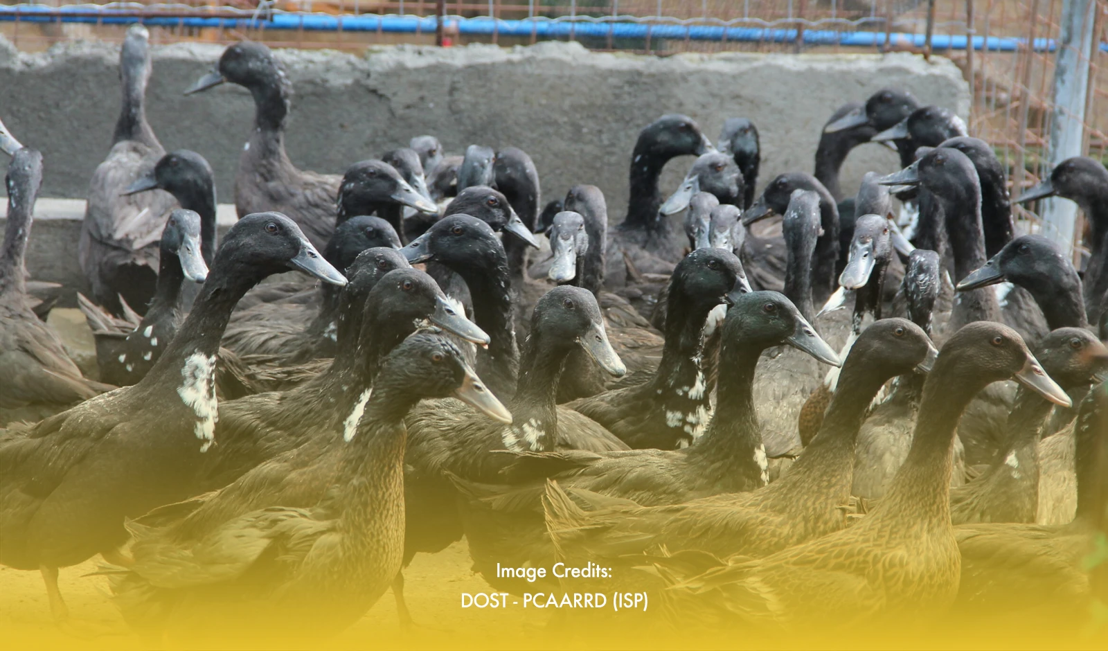 Negros Oriental’s Agriculture Boosted By FU’s New PHP5 Million Duck-Raising Project