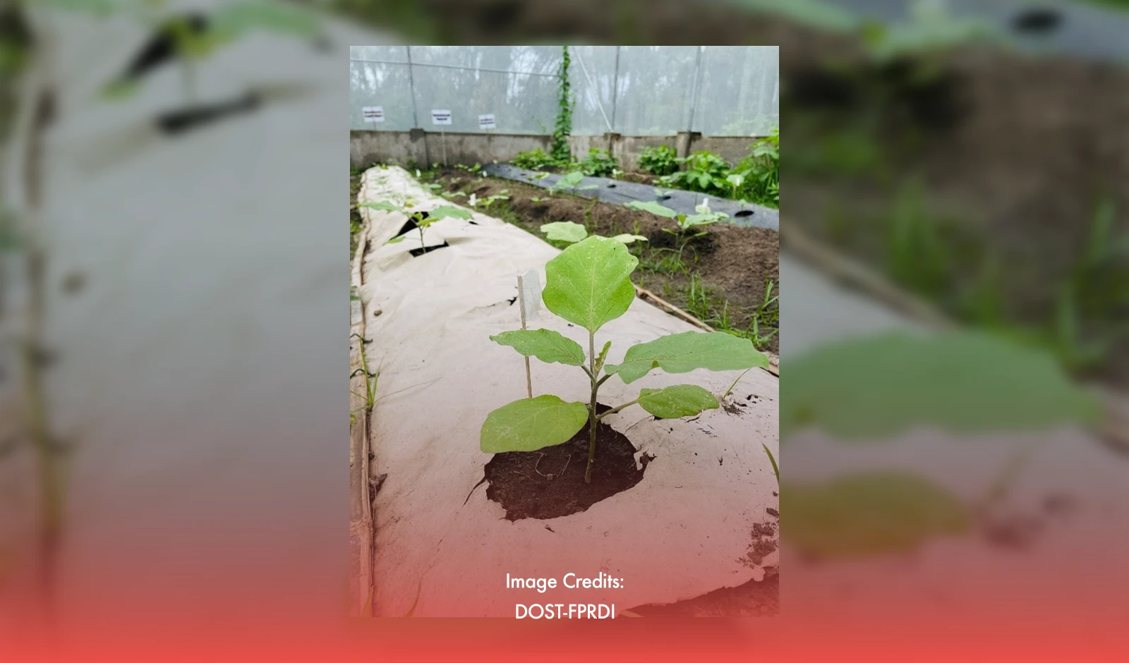 Developed Biodegradable Paper Mulch Set To Transform Philippine Farming