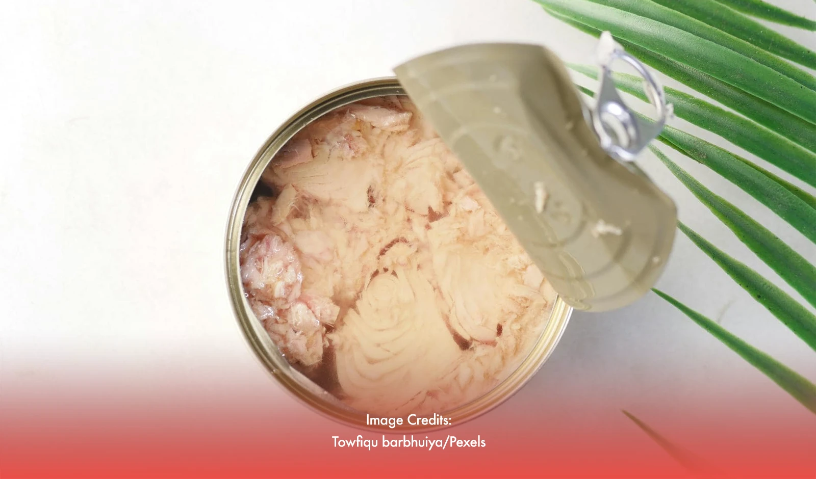 Mercury in Tuna: Is “De Lata” Safe to Eat?