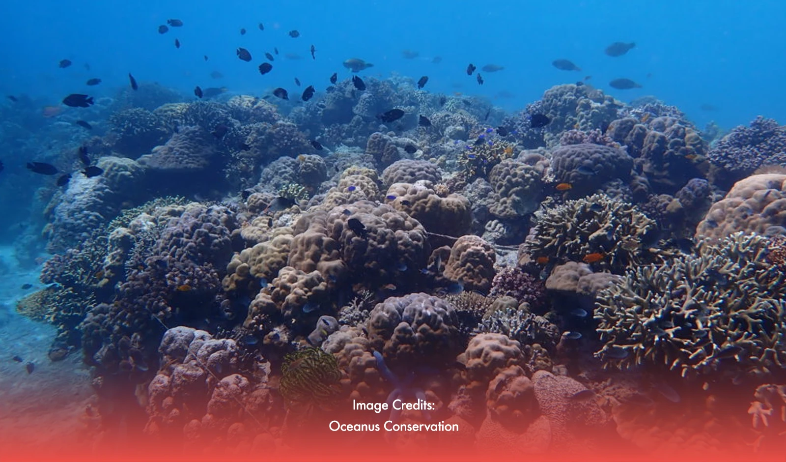 Record-High Ocean Temperatures Threaten Philippine Marine Life