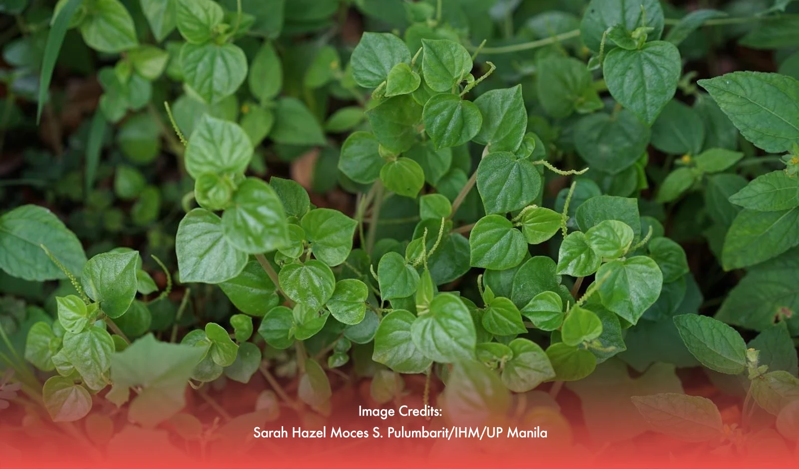 UP Develops Natural Gout Treatment Using Pansit-Pansitan Tablet