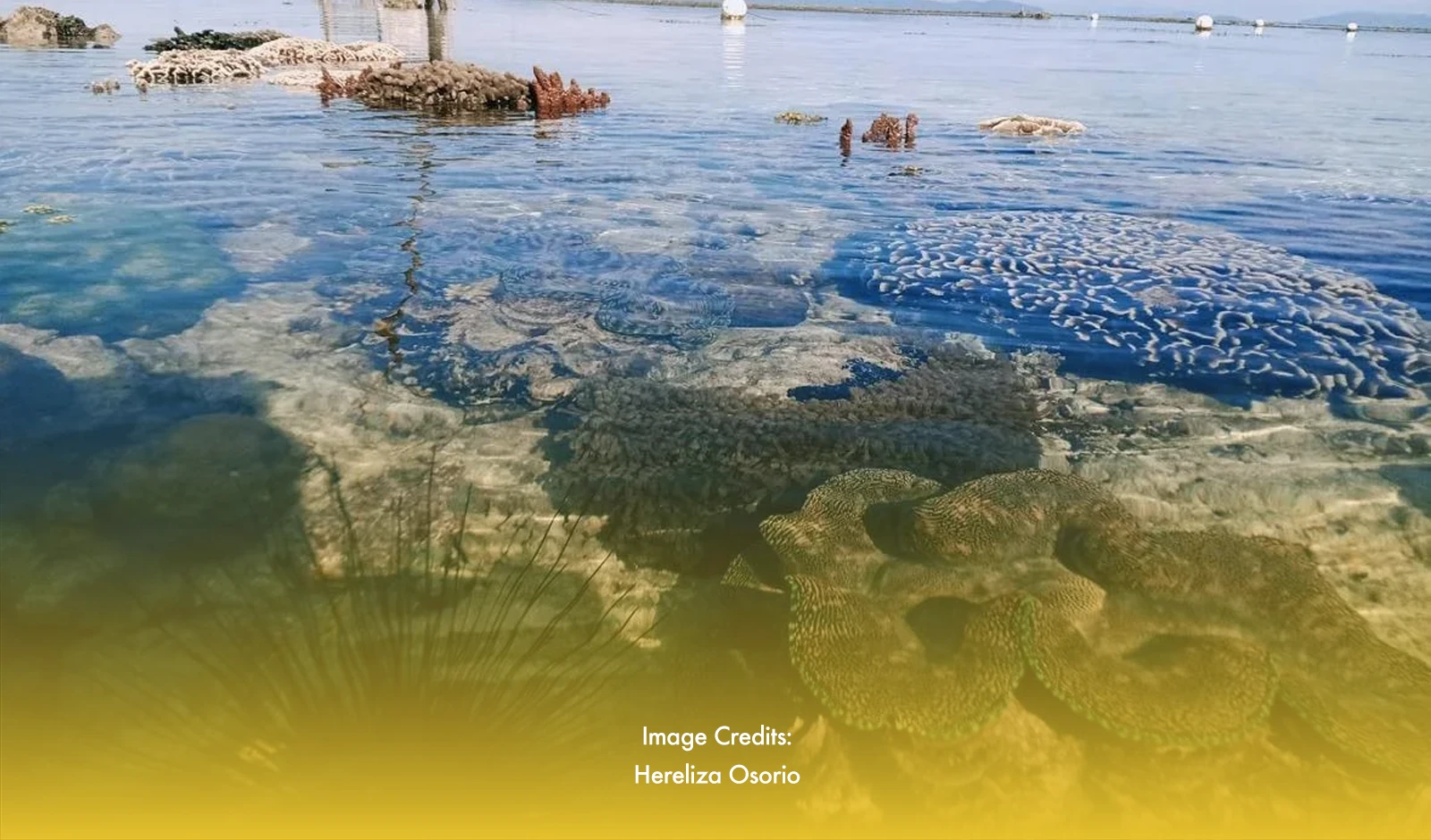 Cadiz City Strengthens Conservation Efforts For Giant Clam Village