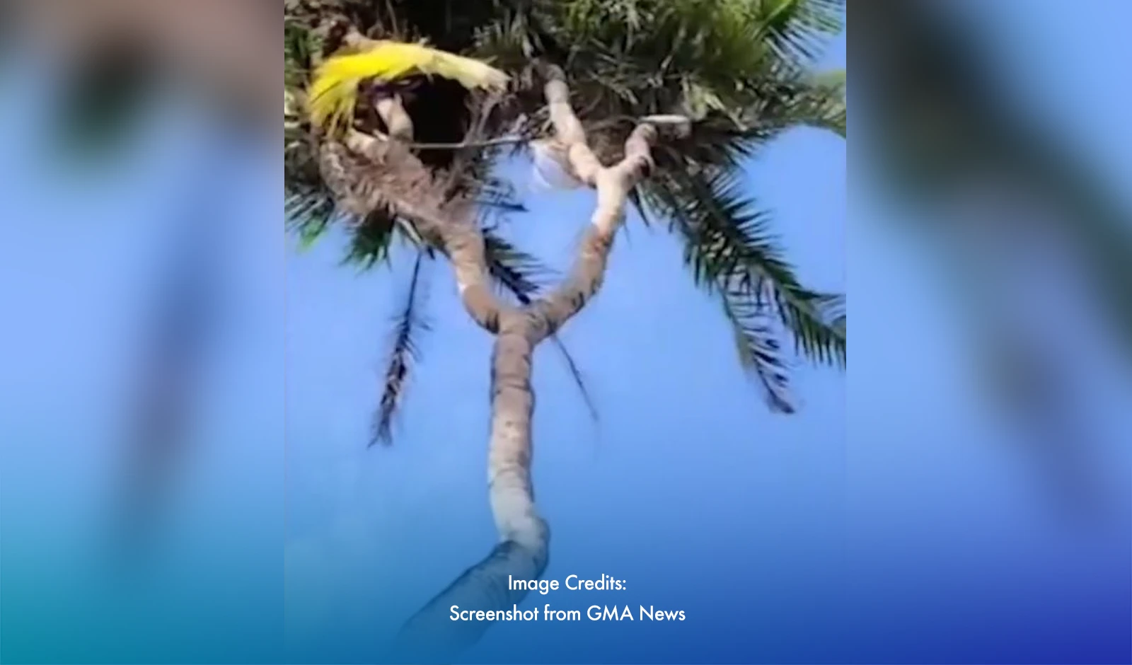Coconut Tree In Palawan Grows Branches, Locals Say It Brings Luck
